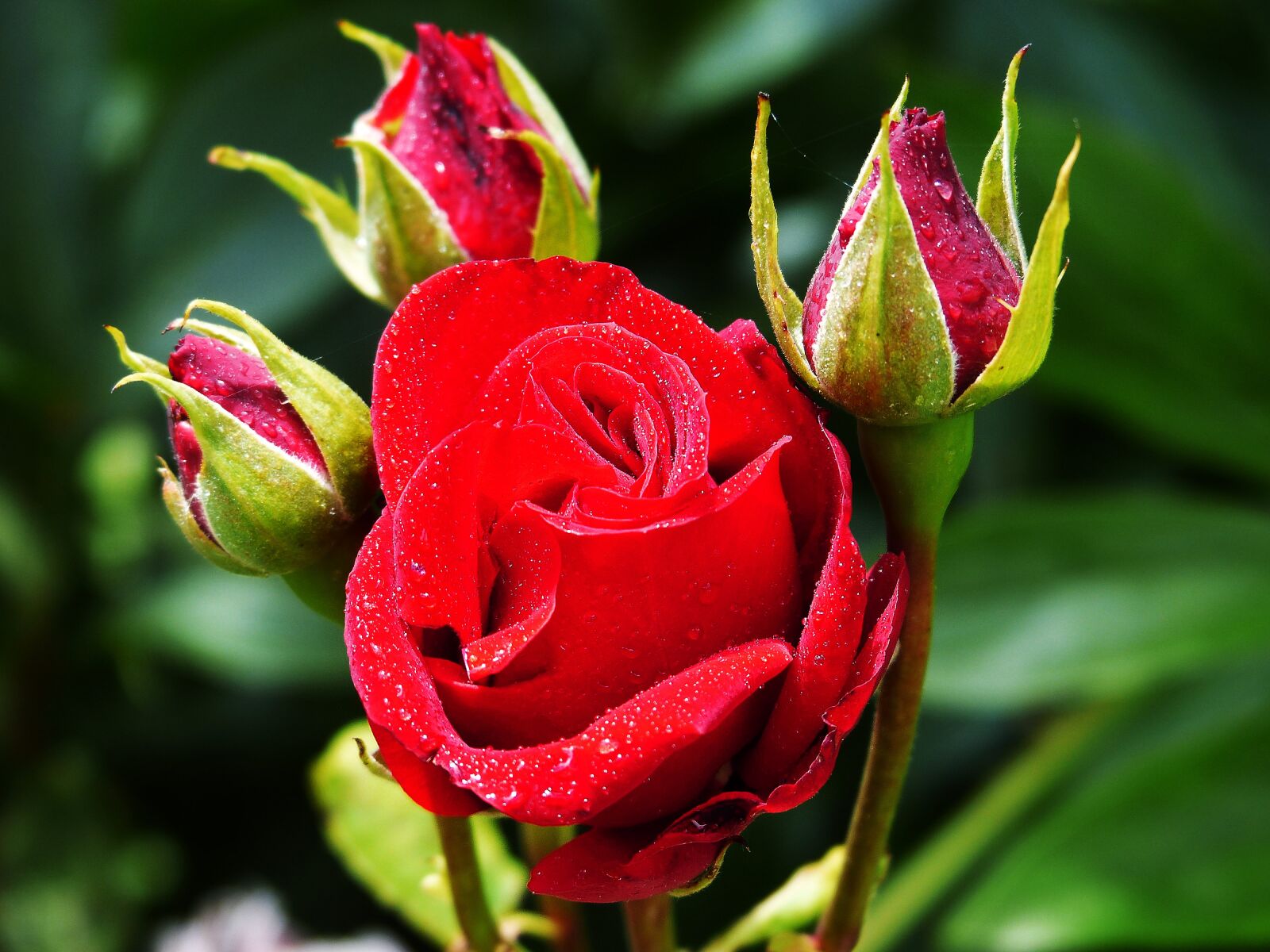 Panasonic Lumix DMC-FZ200 sample photo. Rose, floribunda, red photography