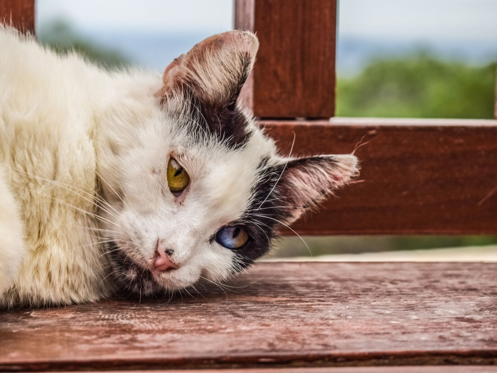 Nikon D3300 sample photo. Cat, stray, looking photography