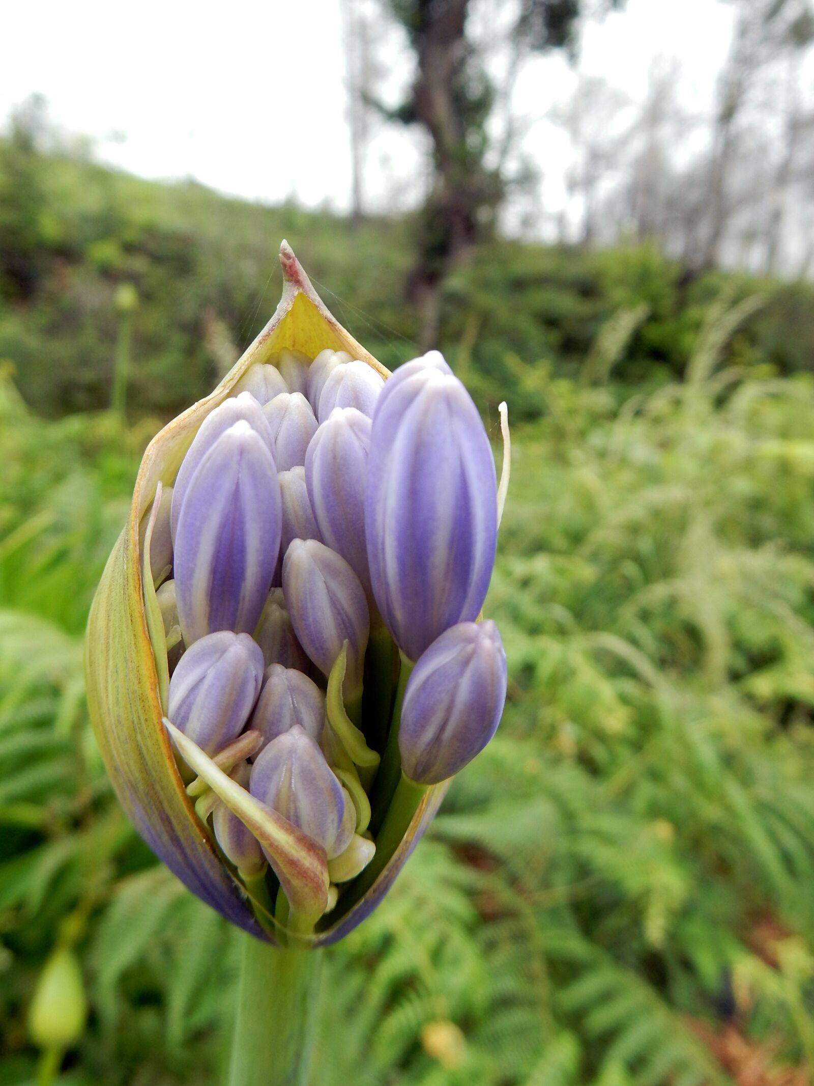 Nikon Coolpix S9700 sample photo. Madeira, agapanthus, flower photography