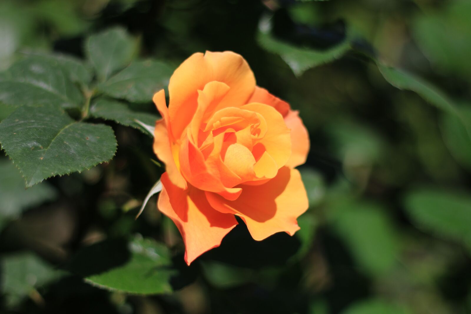 Canon EOS 70D + Canon EF 50mm F1.8 II sample photo. Rose, white, flower photography