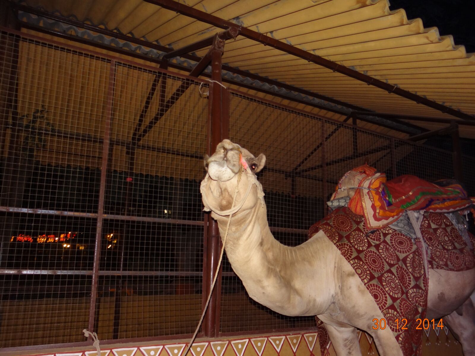 Sony Cyber-shot DSC-HX100V sample photo. Camel, desert, india photography