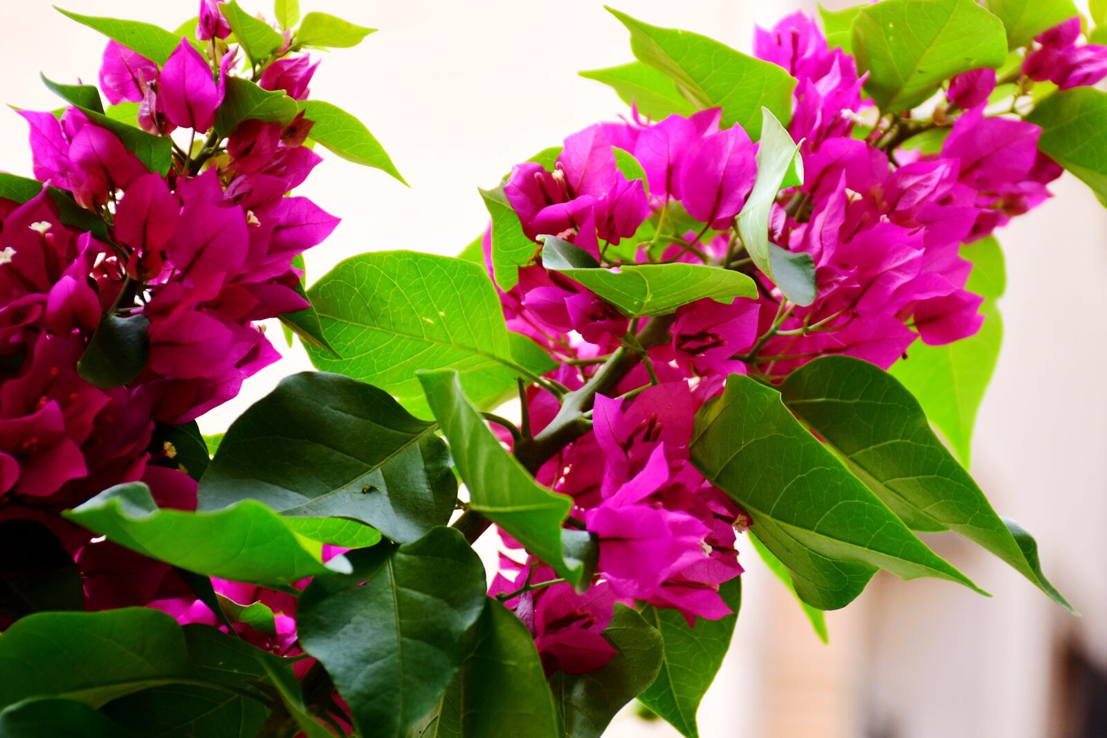 Nikon D7200 sample photo. Flowers, leaves, foliage photography
