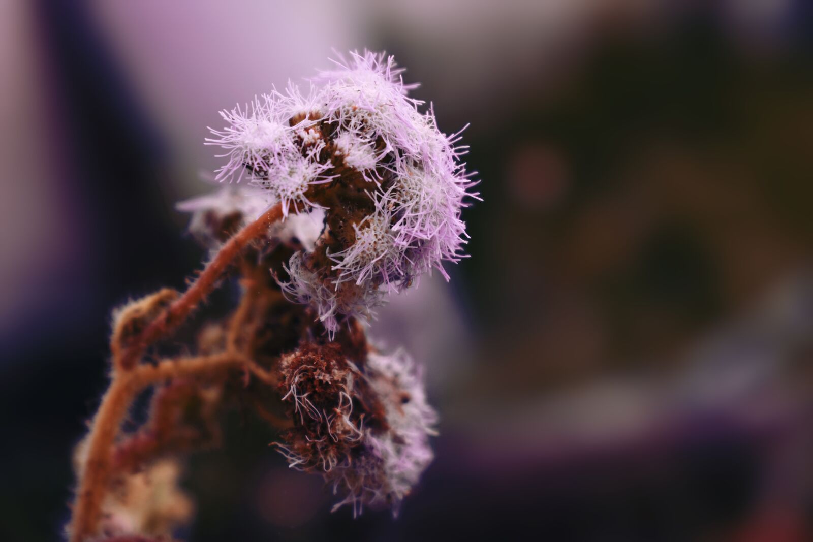 Nikon D3400 sample photo. Nature, flowers, bouquet photography