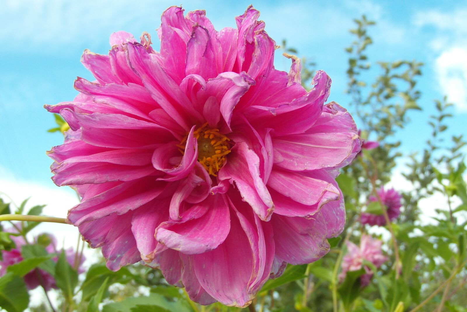 Samsung WB750 sample photo. Dalia, flower, garden photography