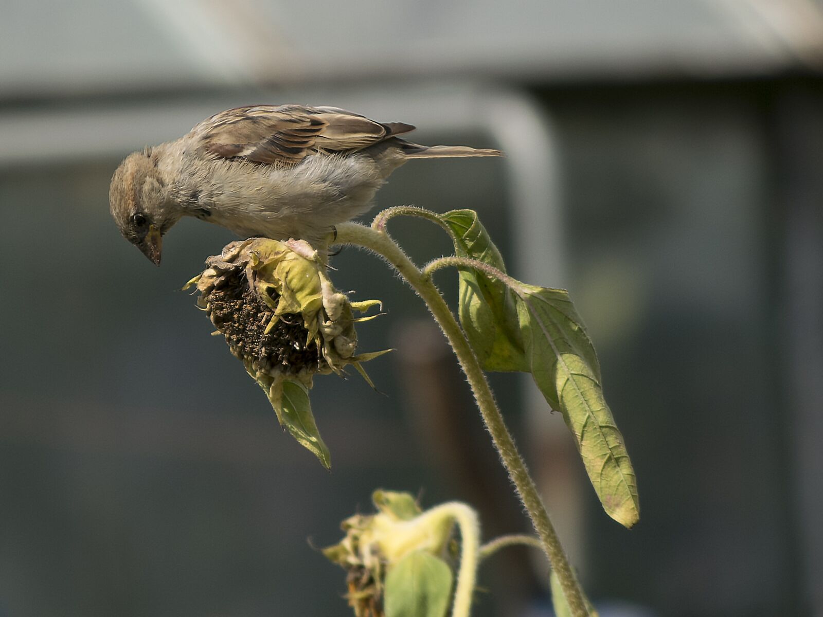 Nikon D3300 sample photo. House sparrow, sparrow, bird photography