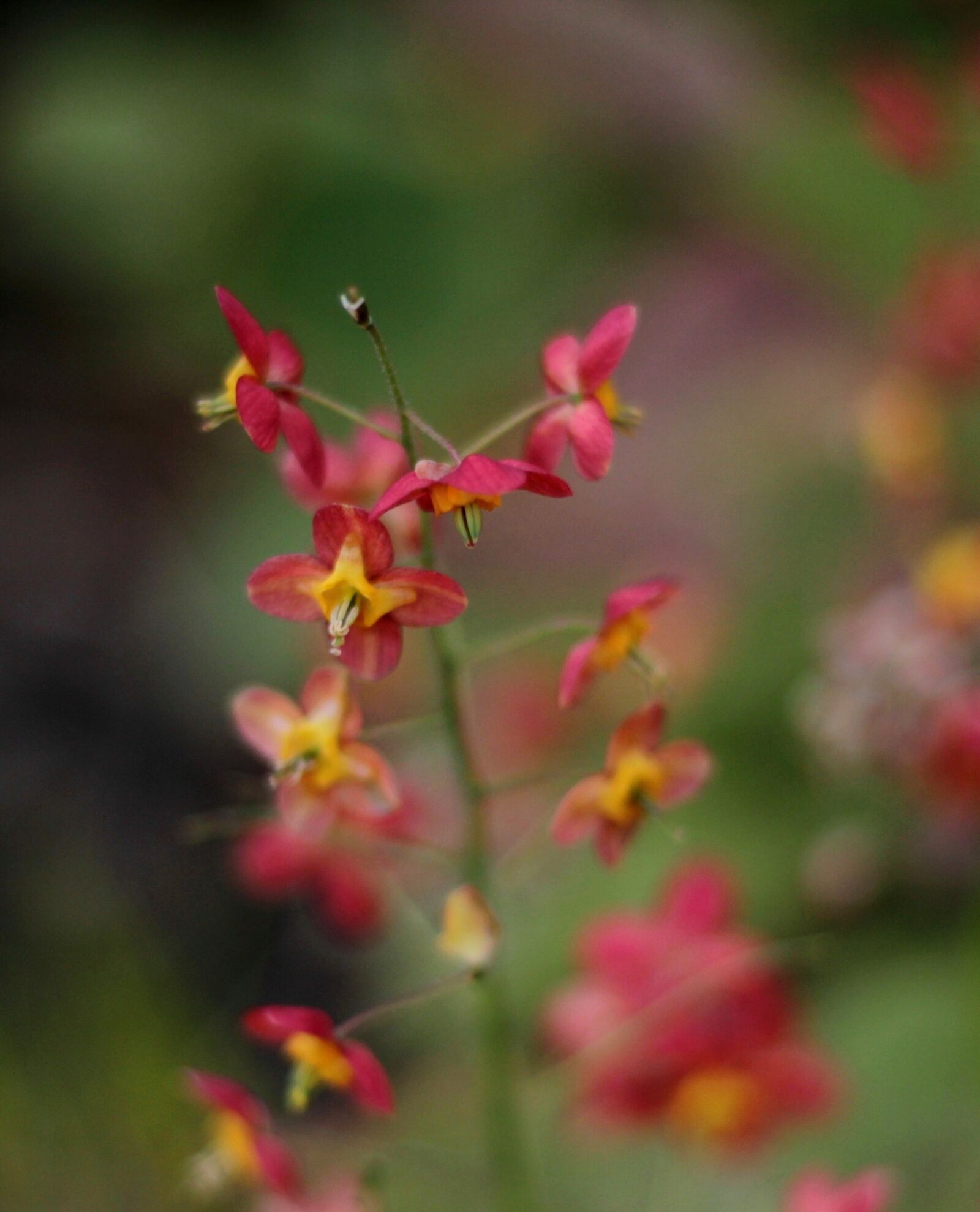 Canon EOS 600D (Rebel EOS T3i / EOS Kiss X5) + Canon EF 50mm F1.8 STM sample photo. Elfenbloem, epimedium, orange photography