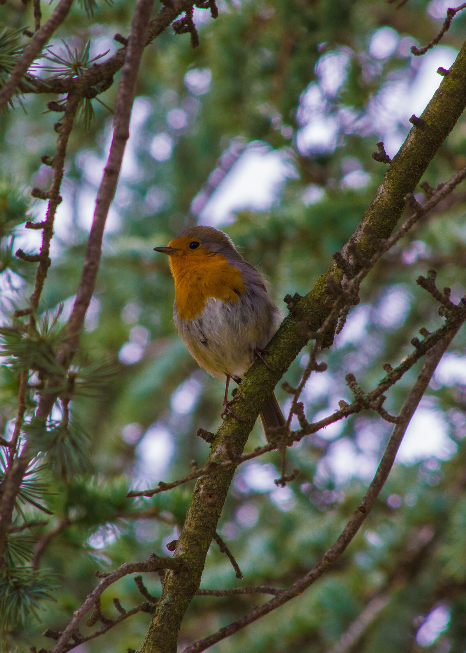 Pentax K-70 sample photo. Robin, sing, singing photography