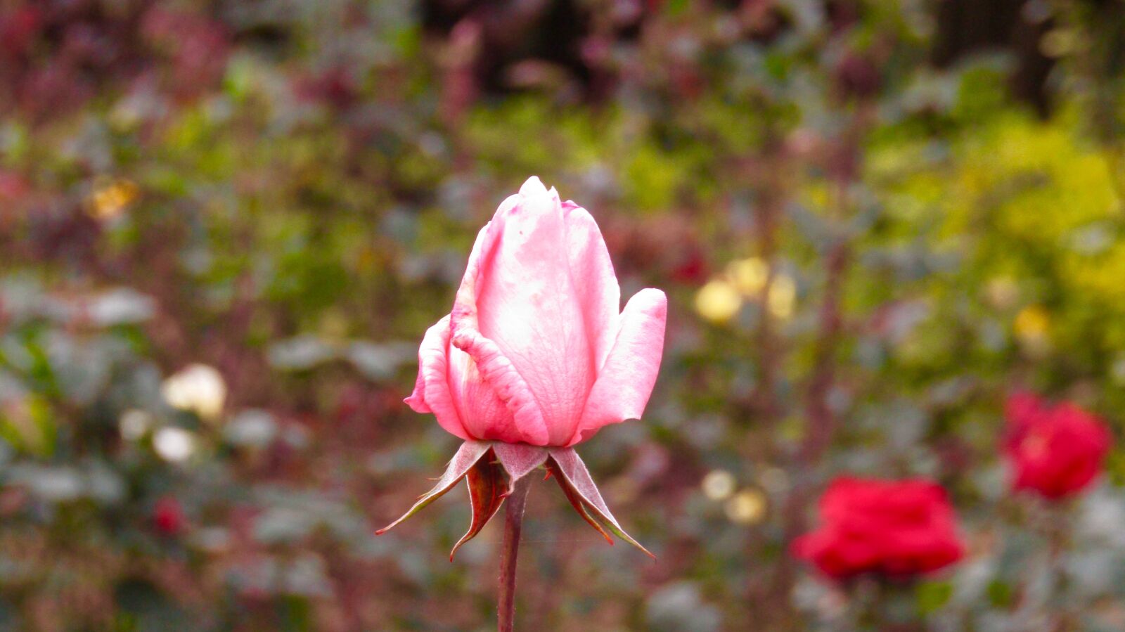 Canon PowerShot SX410 IS sample photo
