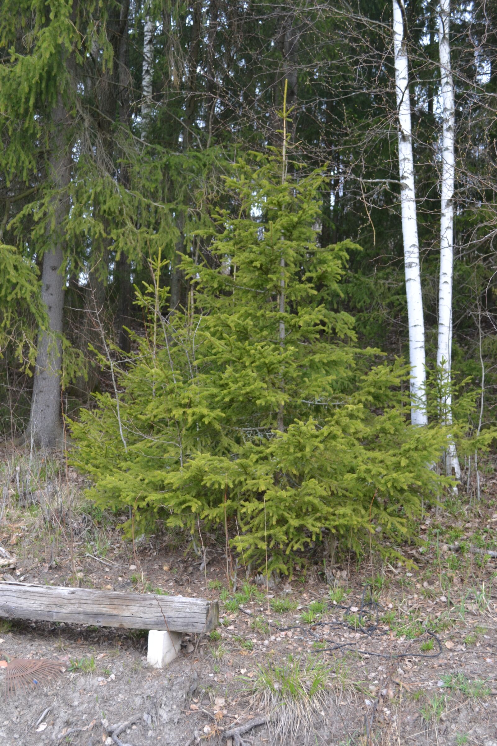 Nikon D3100 sample photo. Six, bench, seedling photography