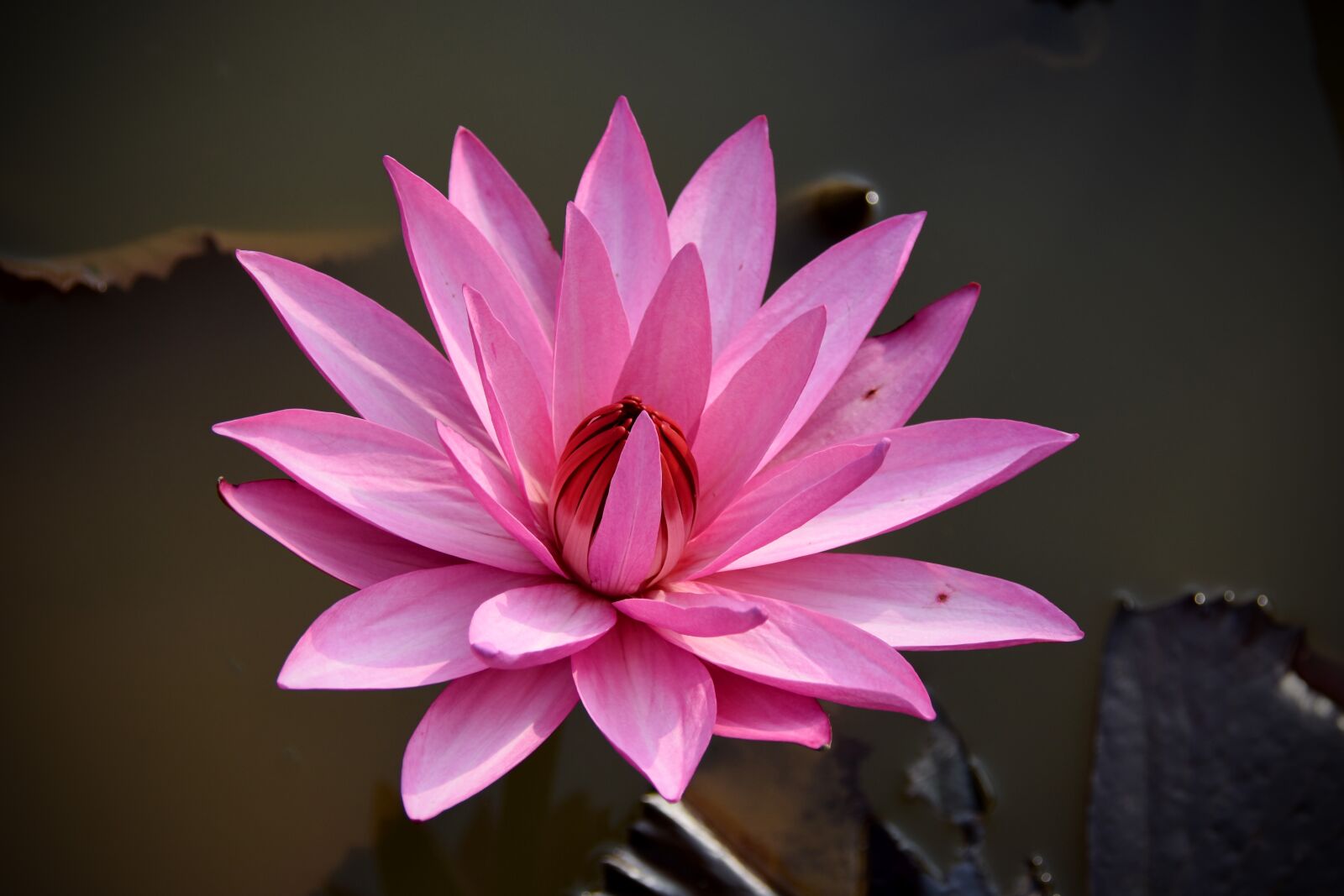 Nikon D7200 sample photo. Lily, pink, dress photography