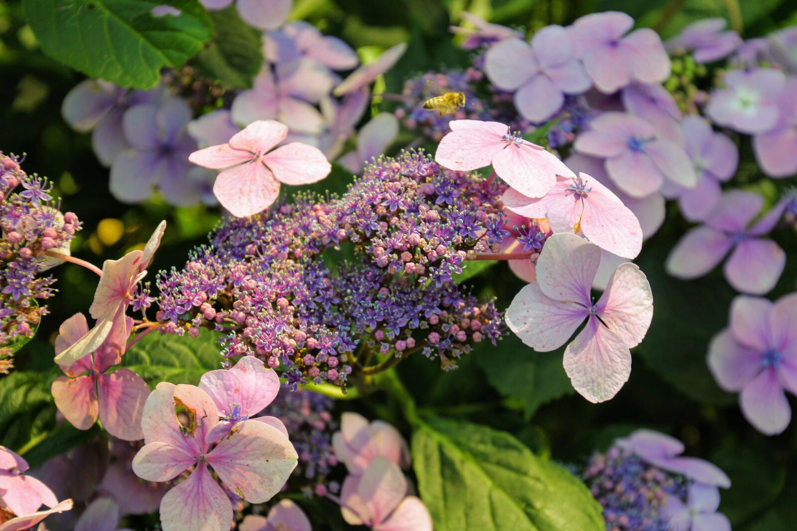 Canon EOS 60D sample photo. Hydrangea, flower, blossom photography