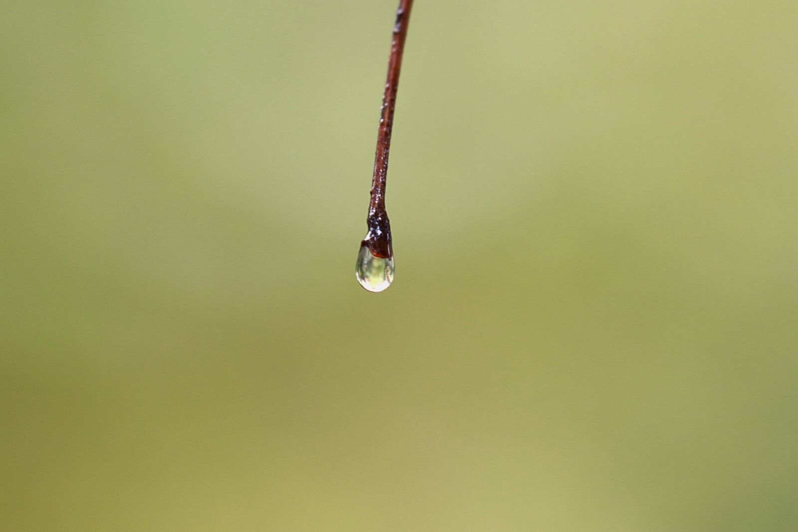 Canon EOS 7D Mark II sample photo. Drop, pearl, water photography