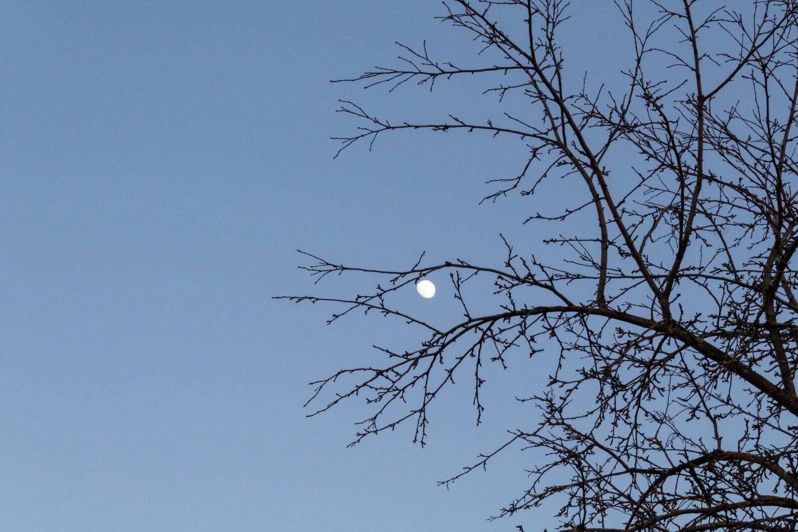 Canon EOS 1300D (EOS Rebel T6 / EOS Kiss X80) sample photo. Moon, evening, sky photography