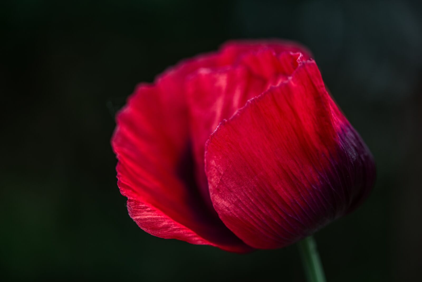 Nikon D750 sample photo. Poppy, klatschmohn, klatschrose photography