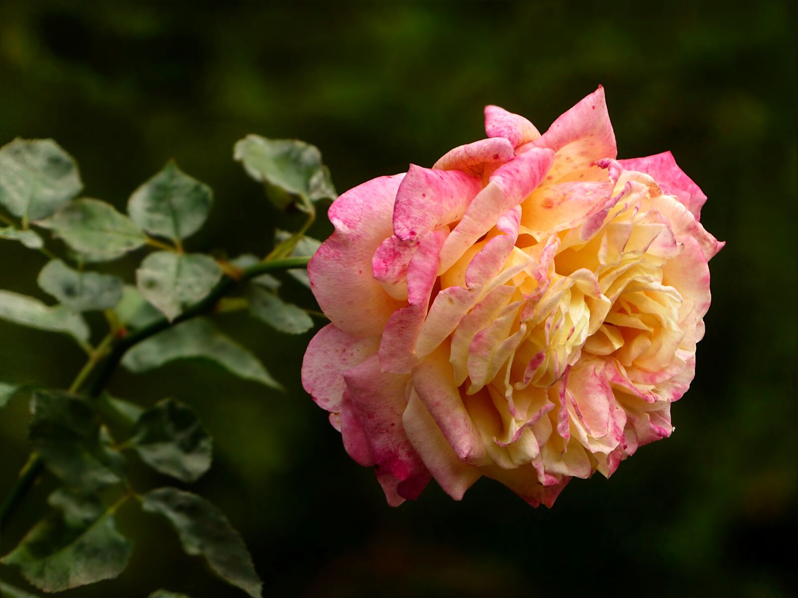 Panasonic Lumix DMC-FZ200 sample photo. Plant, flower, rose photography