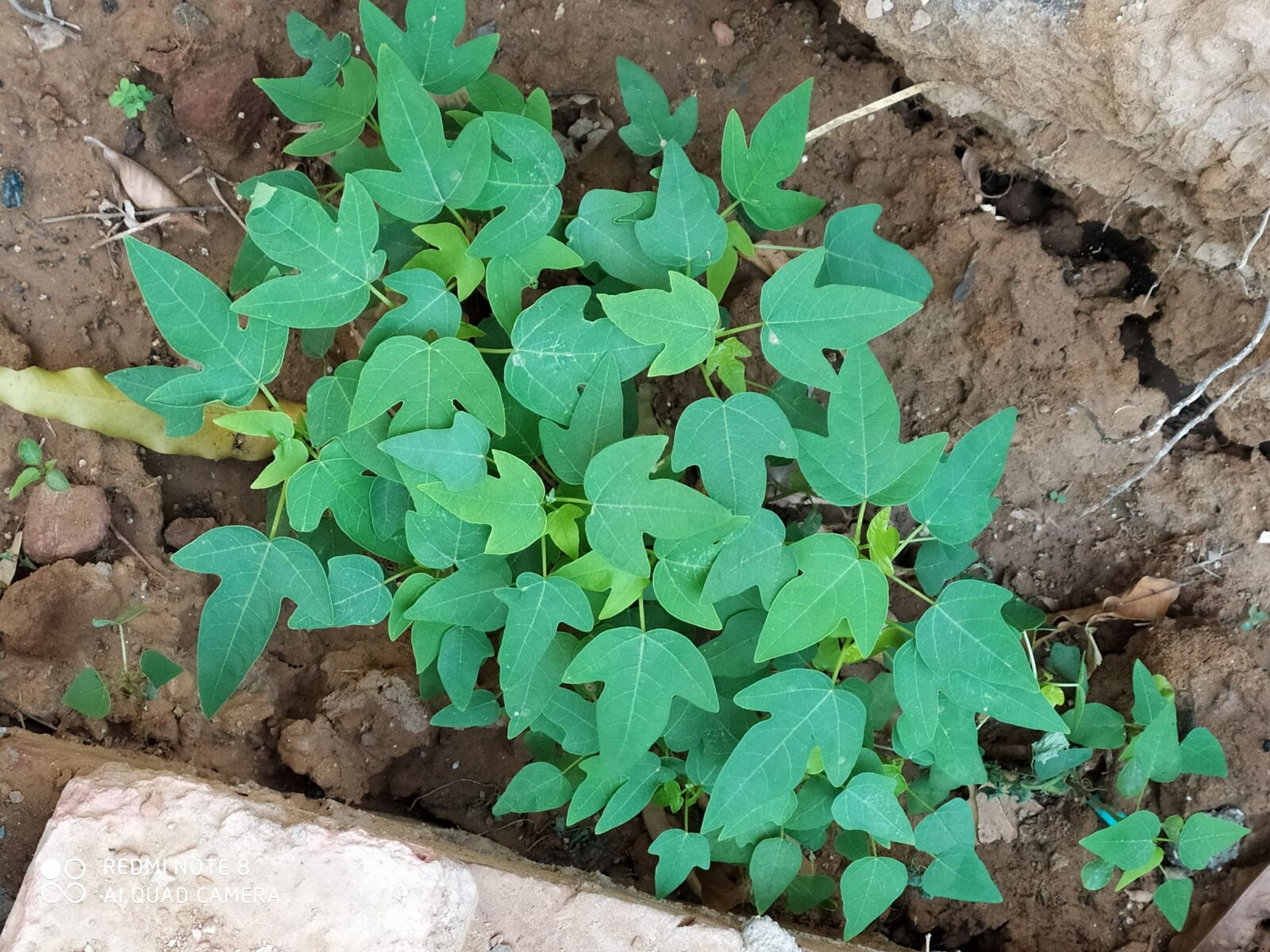 Xiaomi Redmi Note 8 sample photo. Papaya, sapling, papaya sapling photography