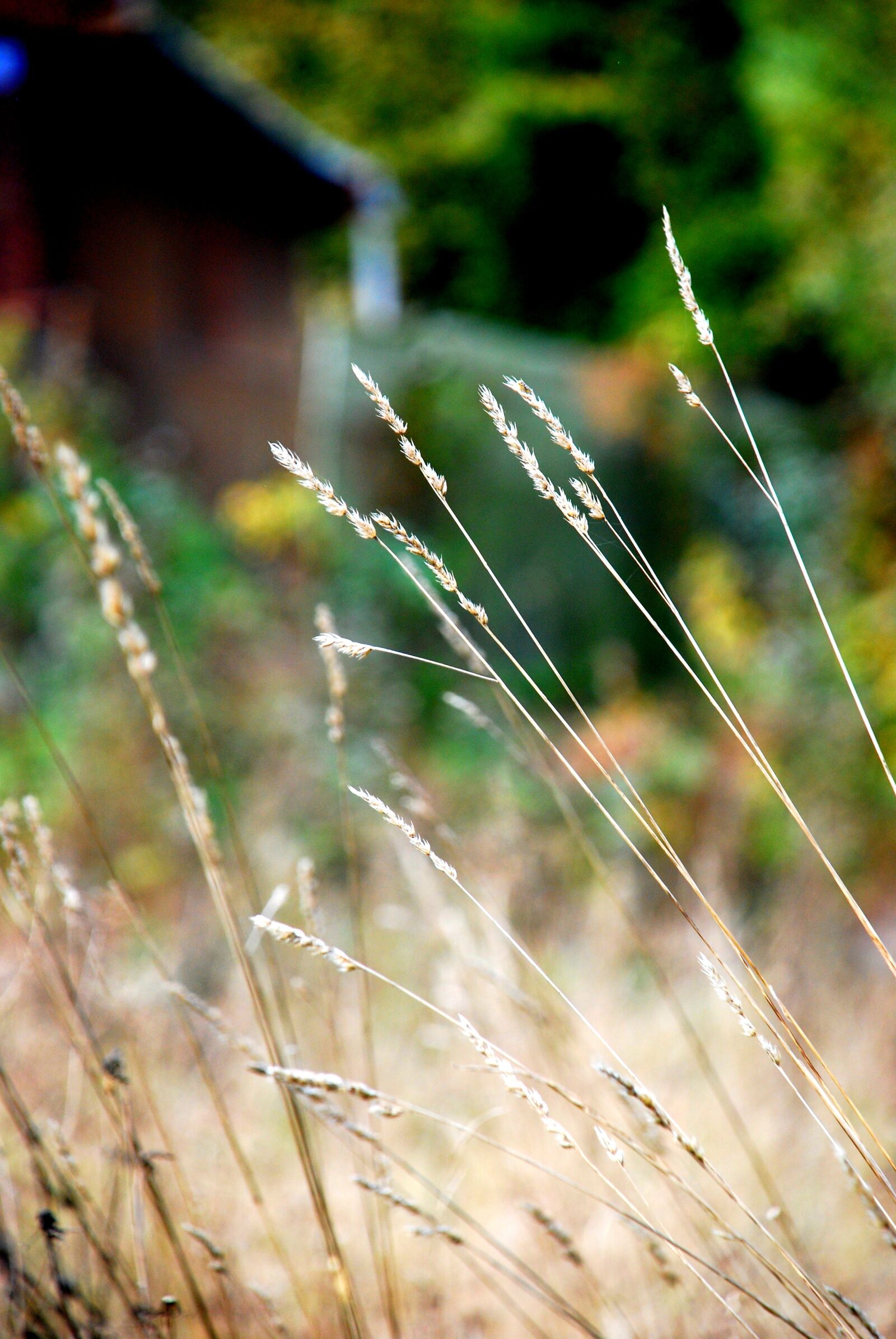Nikon D80 sample photo. Autumn, nature, mood photography