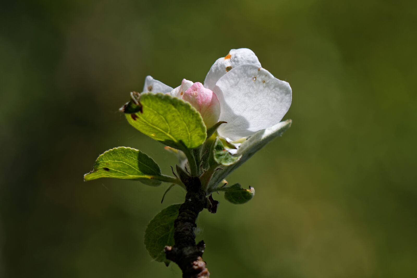 Canon EOS 500D (EOS Rebel T1i / EOS Kiss X3) sample photo. Garden, tree, apple tree photography
