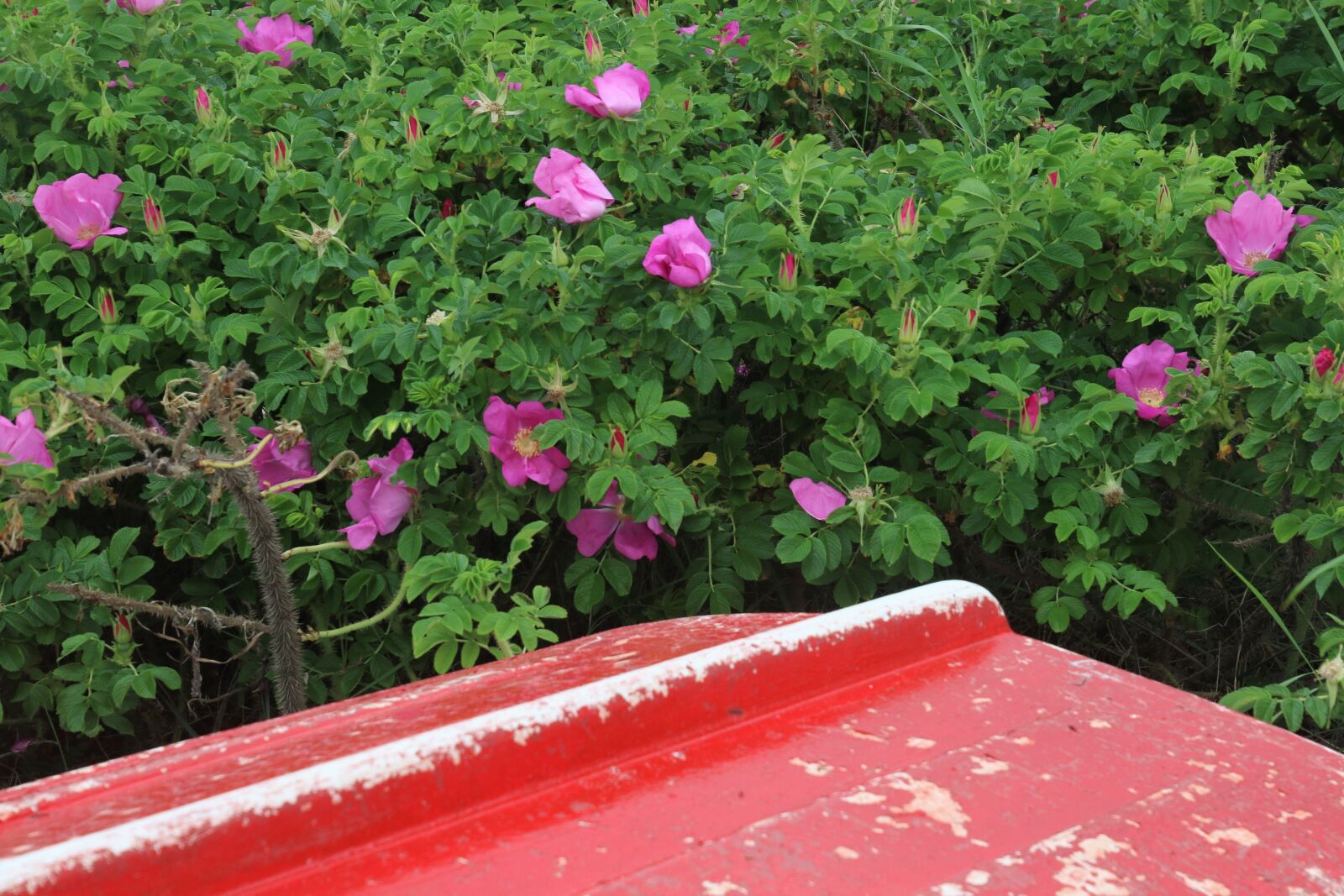 Canon EOS 7D Mark II sample photo. Boat, flowers, garden, green photography