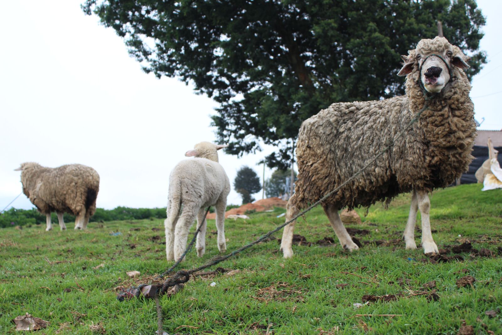 Canon EOS 700D (EOS Rebel T5i / EOS Kiss X7i) + Canon EF-S 18-55mm F3.5-5.6 IS sample photo. Sheep, field photography