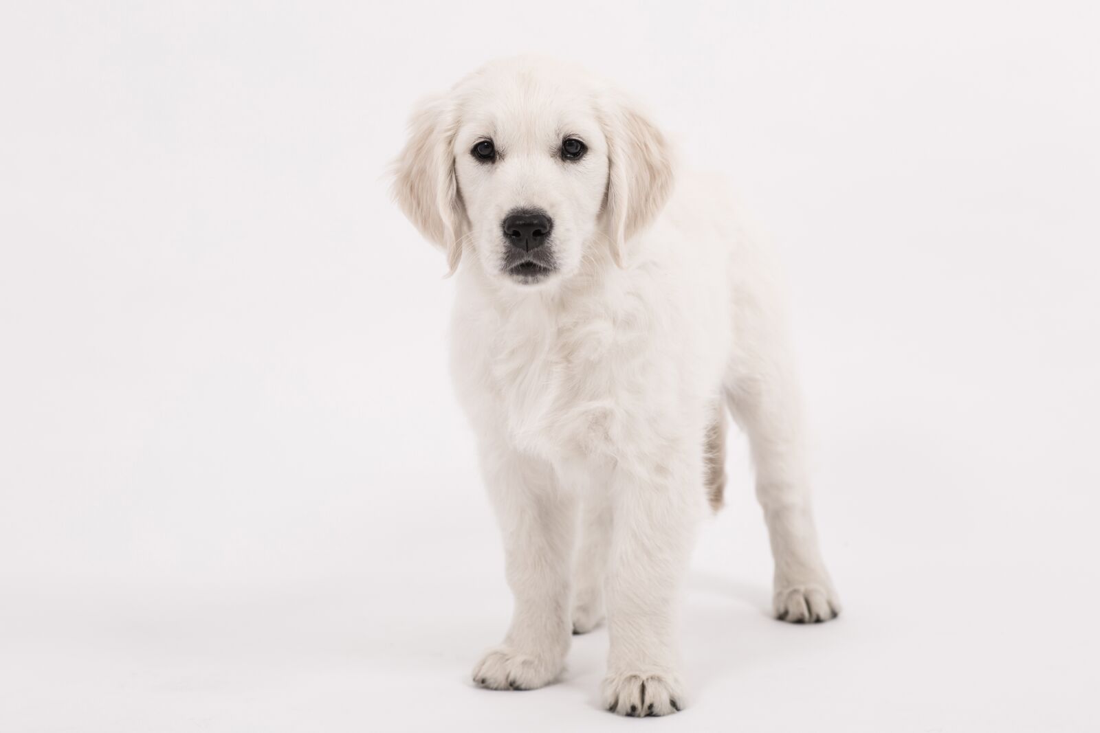 Canon EF 85mm F1.2L II USM sample photo. Dog, golden retriever, puppy photography