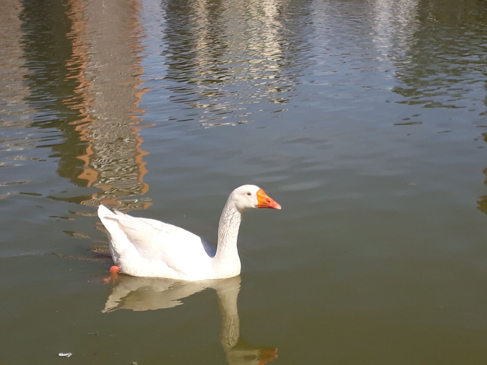 Samsung Galaxy J7 Prime sample photo. Duck, lake, water photography