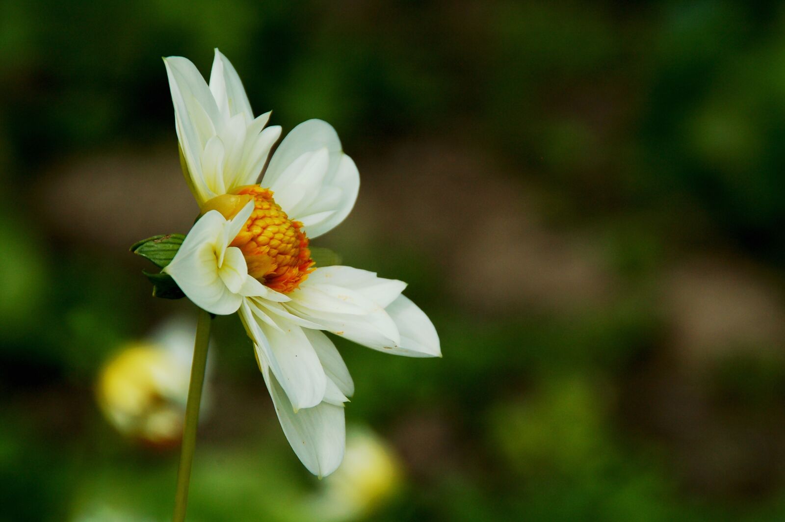 Nikon D50 sample photo. Flower, white, heart photography