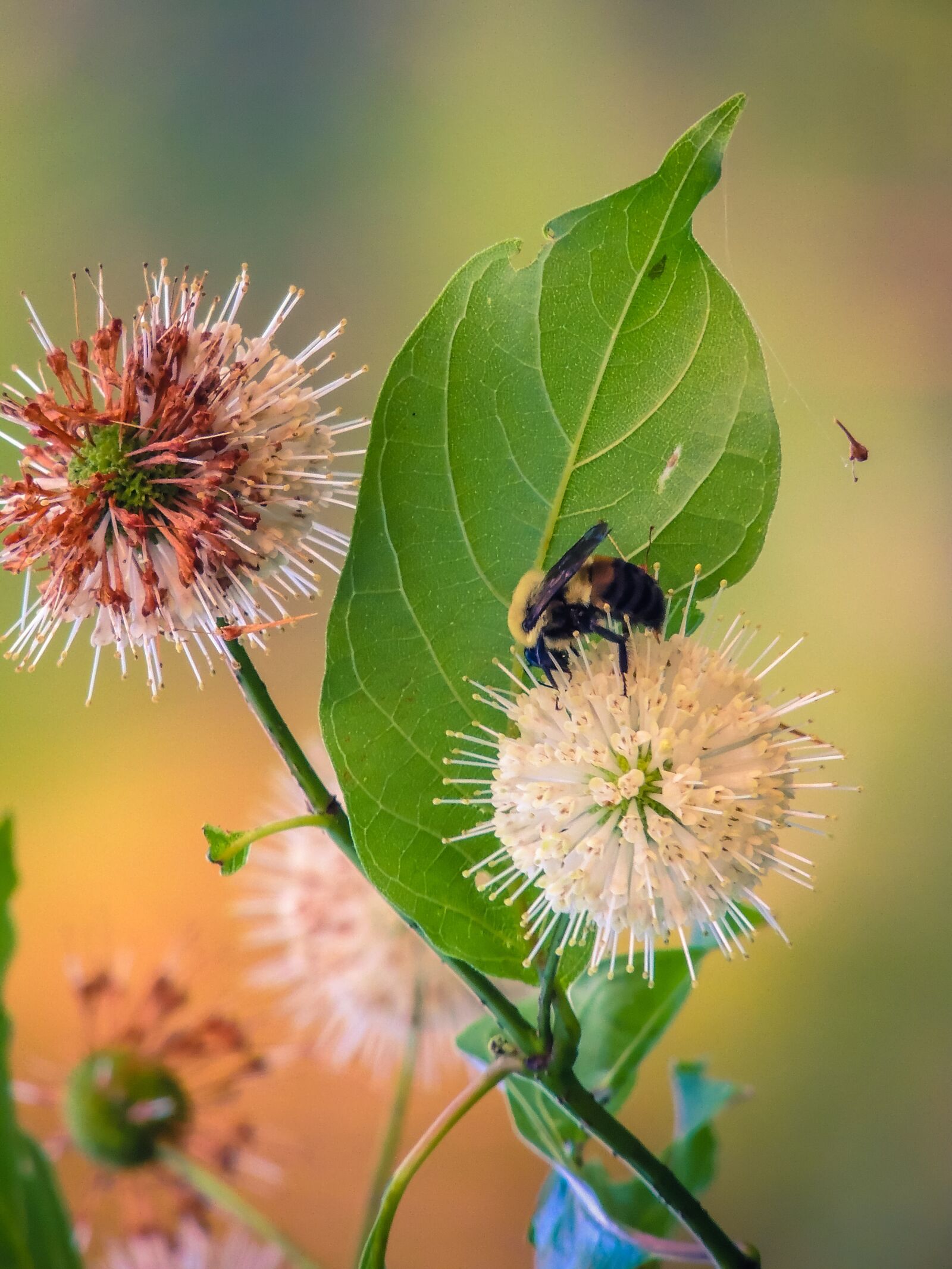 Nikon Coolpix P510 sample photo. Bumblebee, flowers, bee photography
