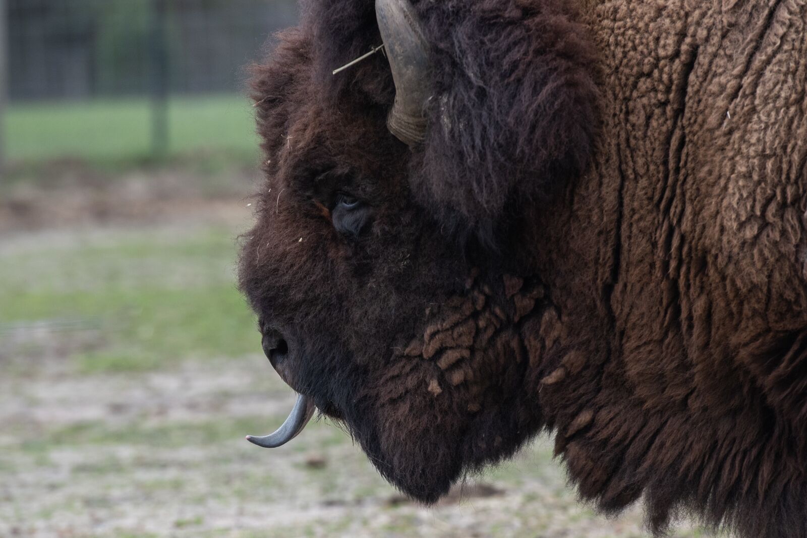 Nikon D750 sample photo. American bison, bison, animal photography