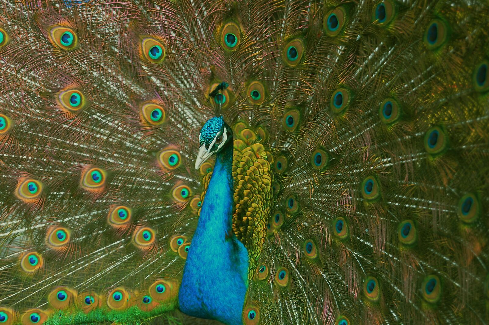 Nikon D3200 sample photo. Nature, animal world, garden photography