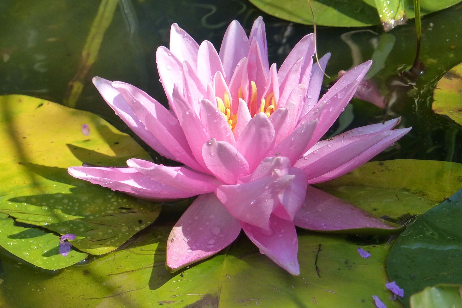 Panasonic Lumix DMC-FZ200 sample photo. Water lily, aquatic plant photography