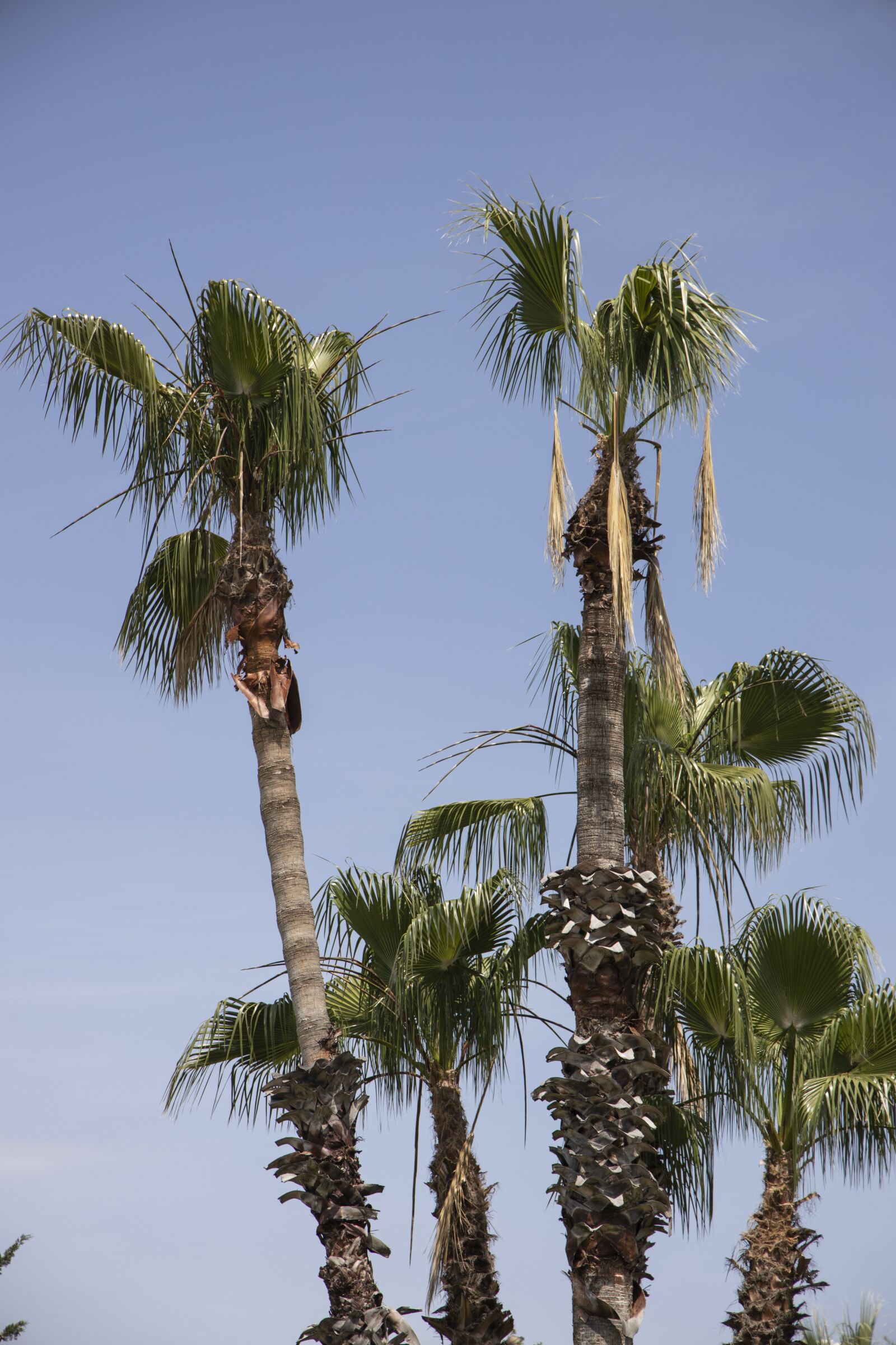 Canon RF 24-105mm F4L IS USM sample photo. Palm, tropical, hot photography