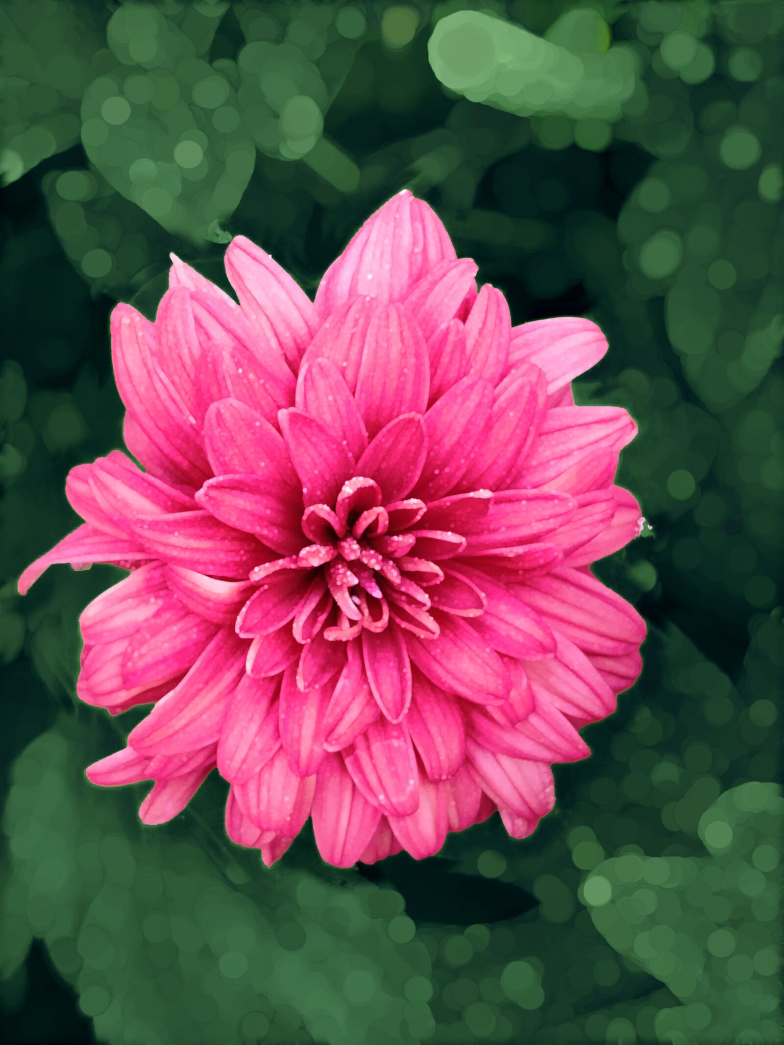 Xiaomi Redmi Note 7 Pro sample photo. Flower, magenta flower, maroon photography