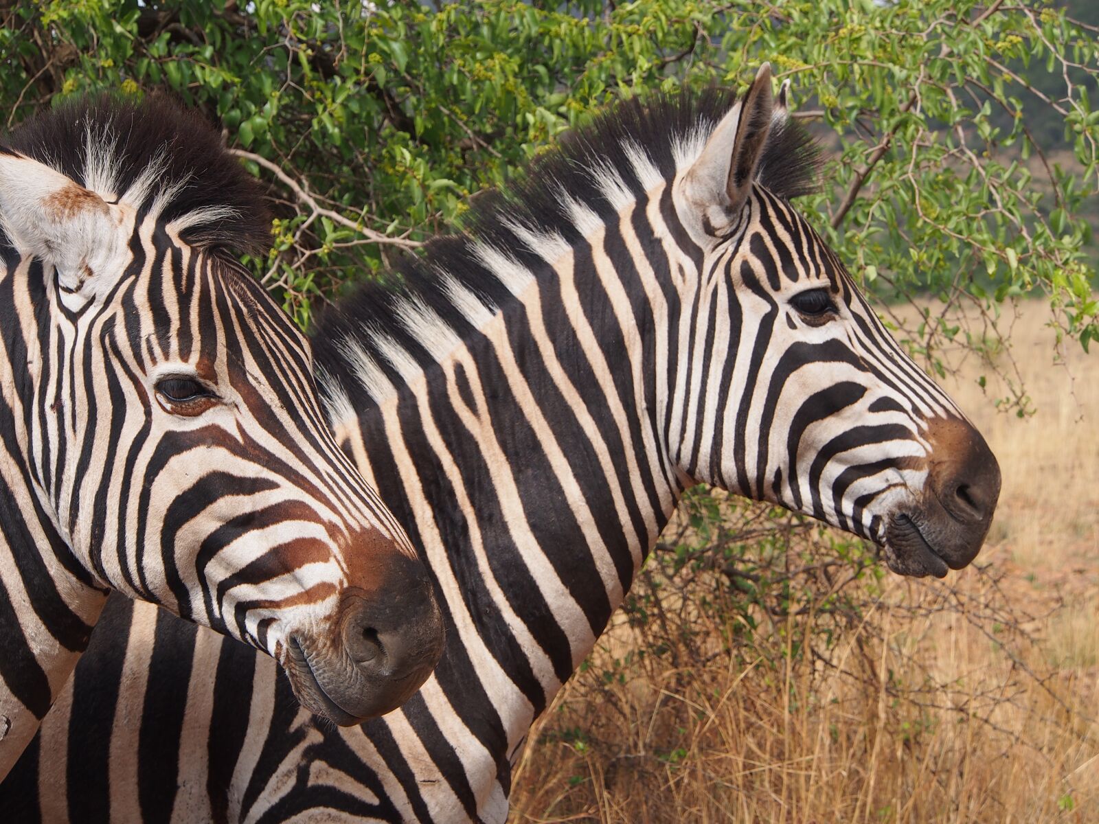 Olympus OM-D E-M5 sample photo. Zebra, pilanesberg, wilderness photography