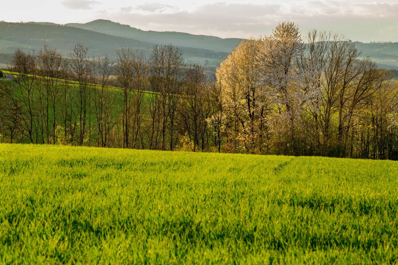 Canon EOS 60D sample photo. Evening sun, sunset, spring photography