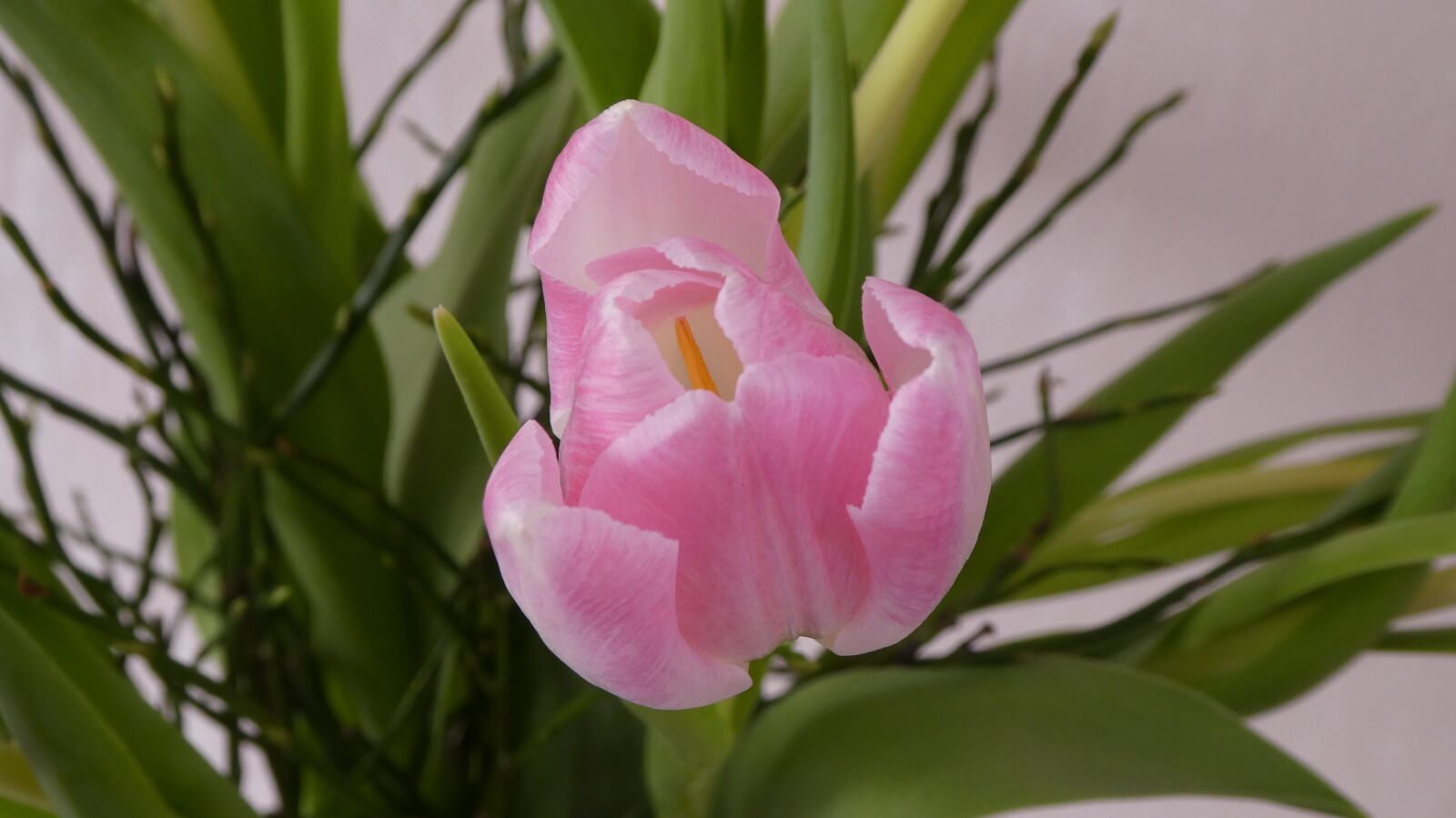 Panasonic DMC-TZ81 sample photo. Tulip, blossom, bloom photography