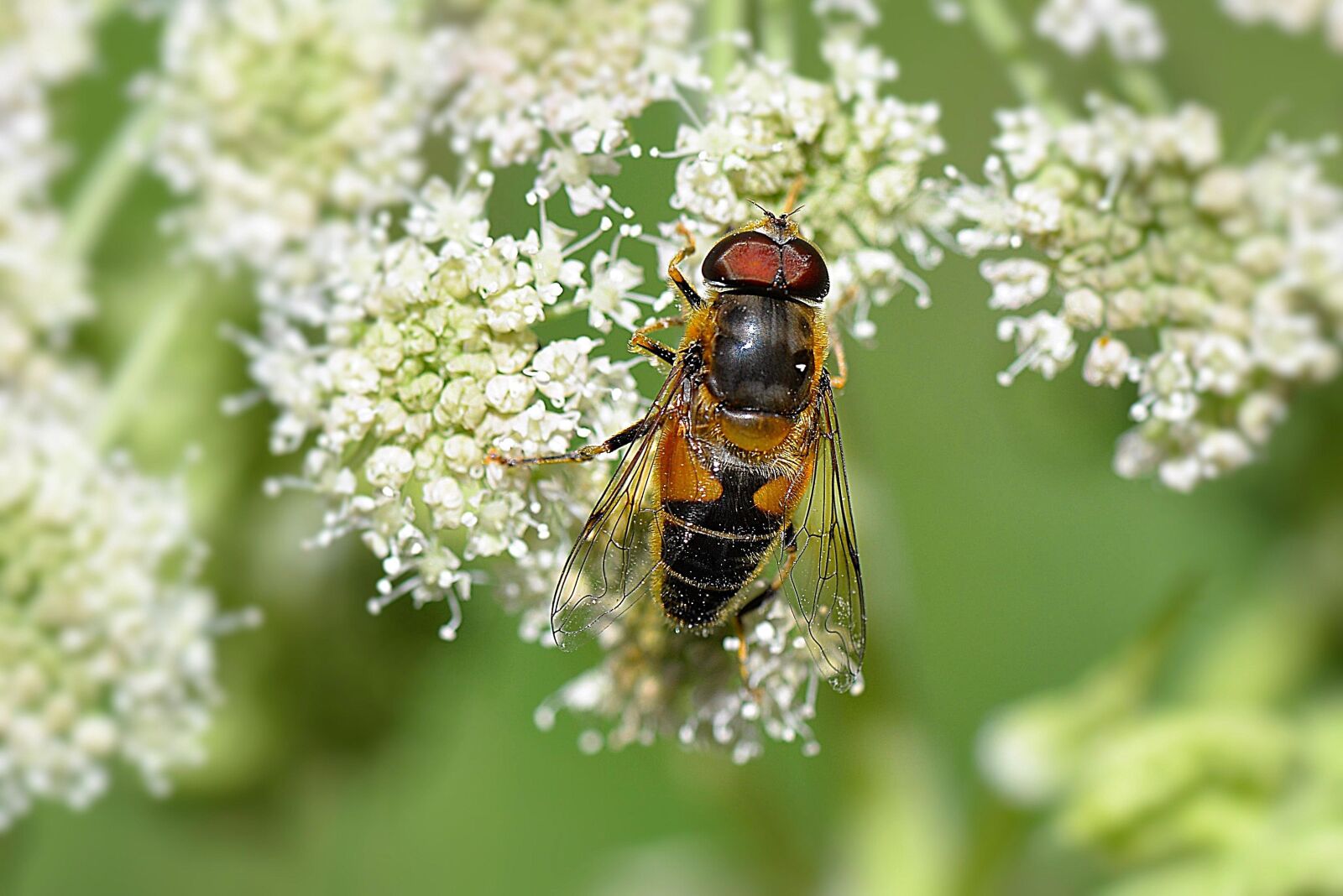 Nikon D610 sample photo. Mist bee, insect, mud photography