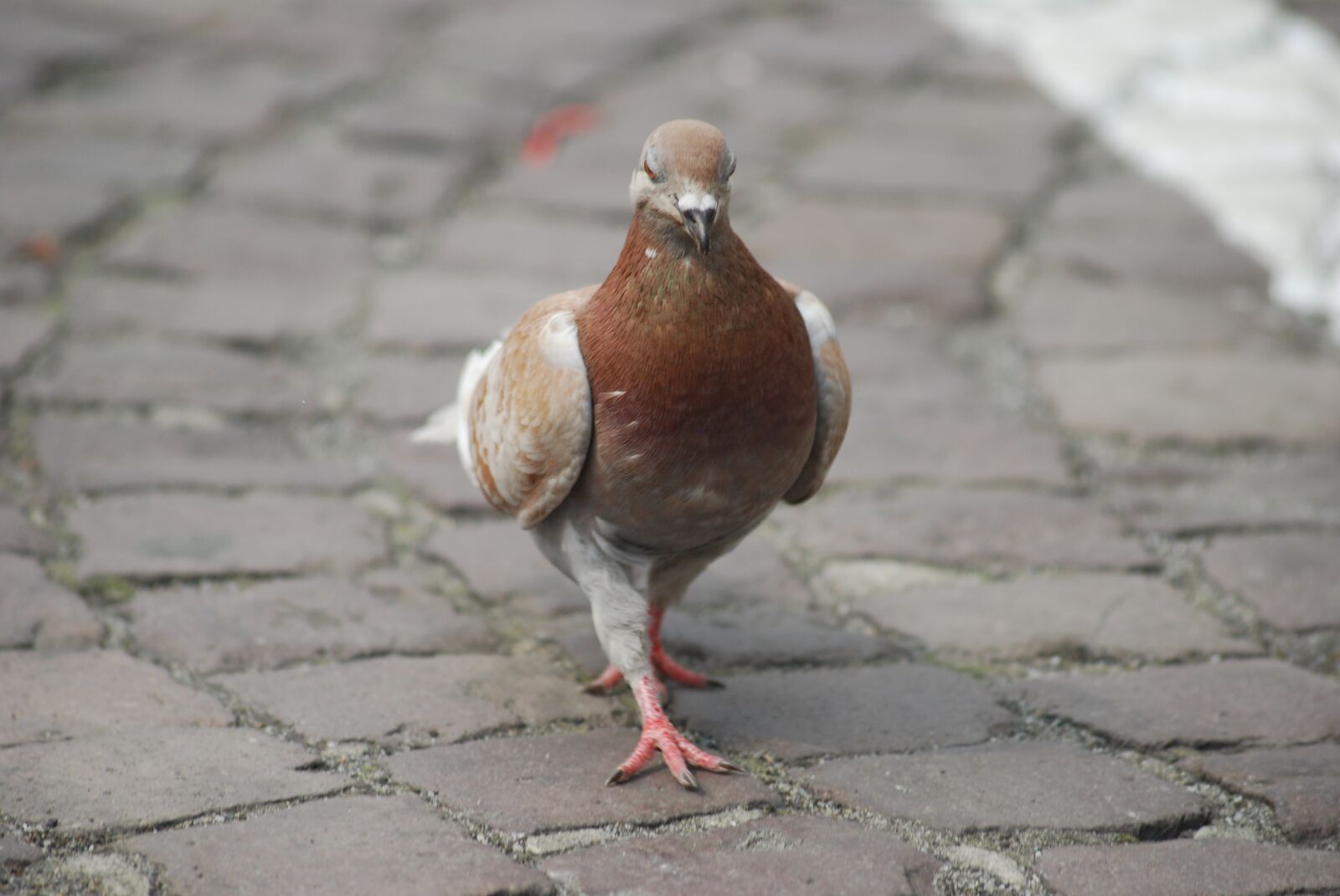 Nikon D40X sample photo. Dove, bird, pavement photography