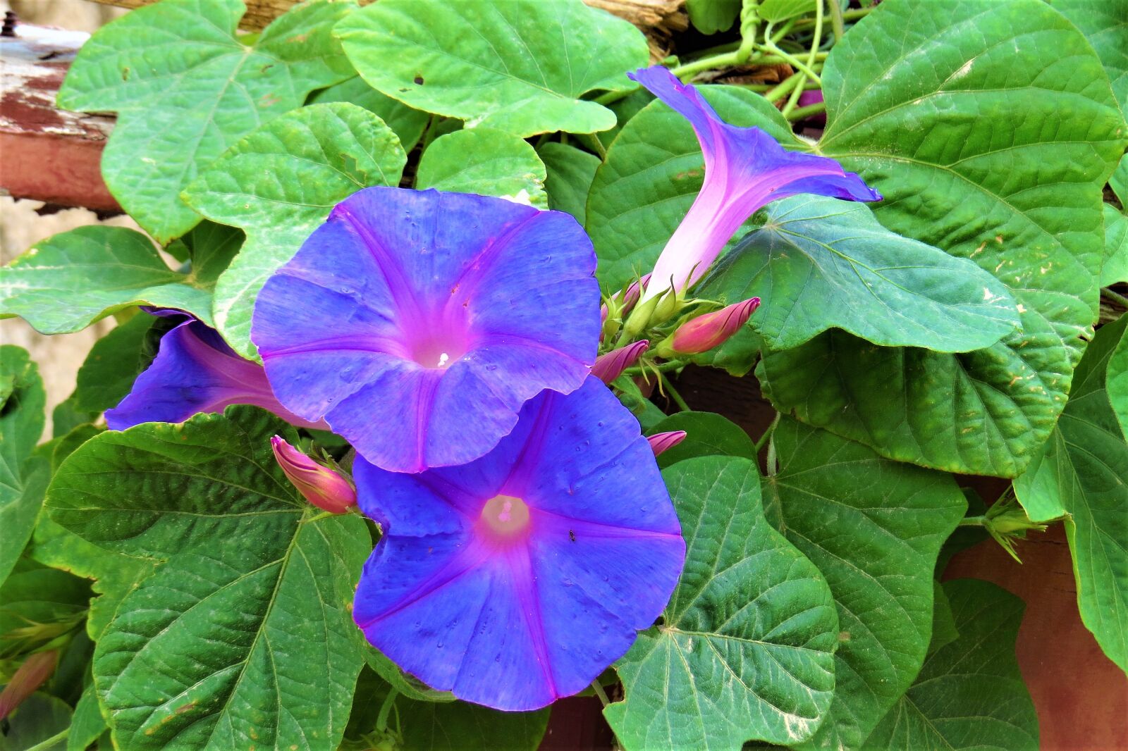 Canon PowerShot SX50 HS sample photo. Nature, plant, leaf photography