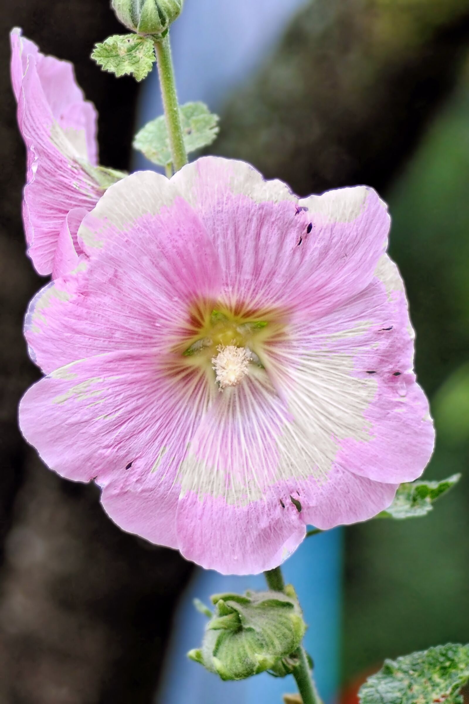 Nikon D3000 sample photo. Mallow, stock rose, blossom photography