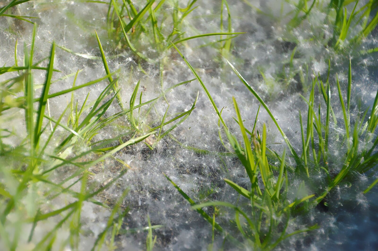 Nikon D3200 sample photo. Grass, branch, nature photography