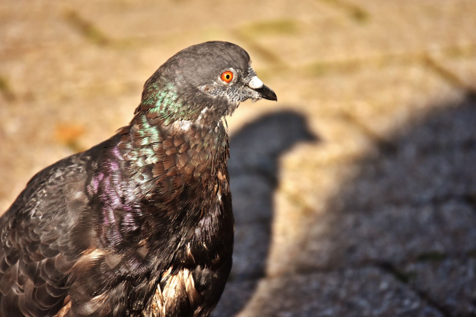 Nikon D7200 sample photo. City pigeon, foraging, dove photography
