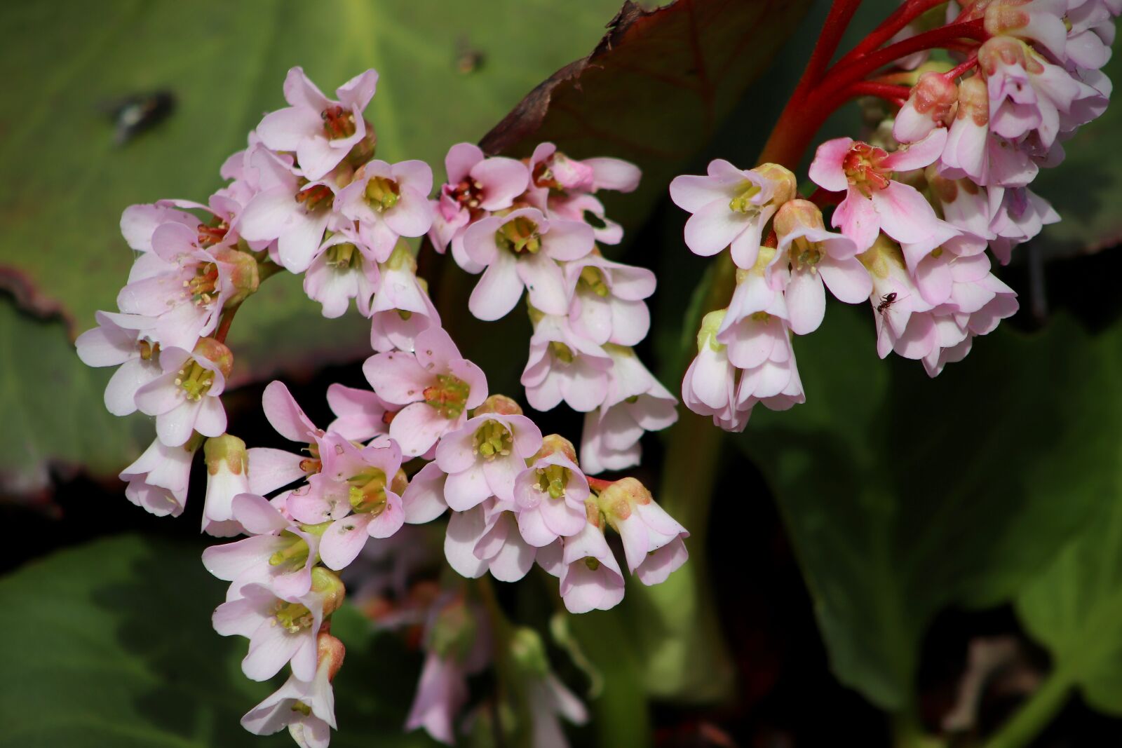 Canon EOS 800D (EOS Rebel T7i / EOS Kiss X9i) sample photo. Bergenia, rock crushing plant photography