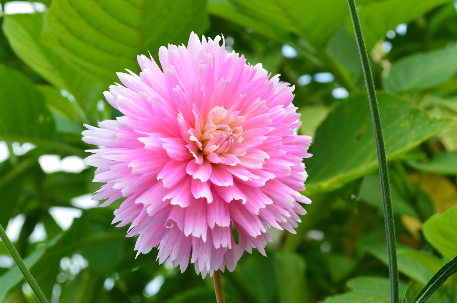 Nikon D3200 sample photo. Flower, blossom, bloom photography