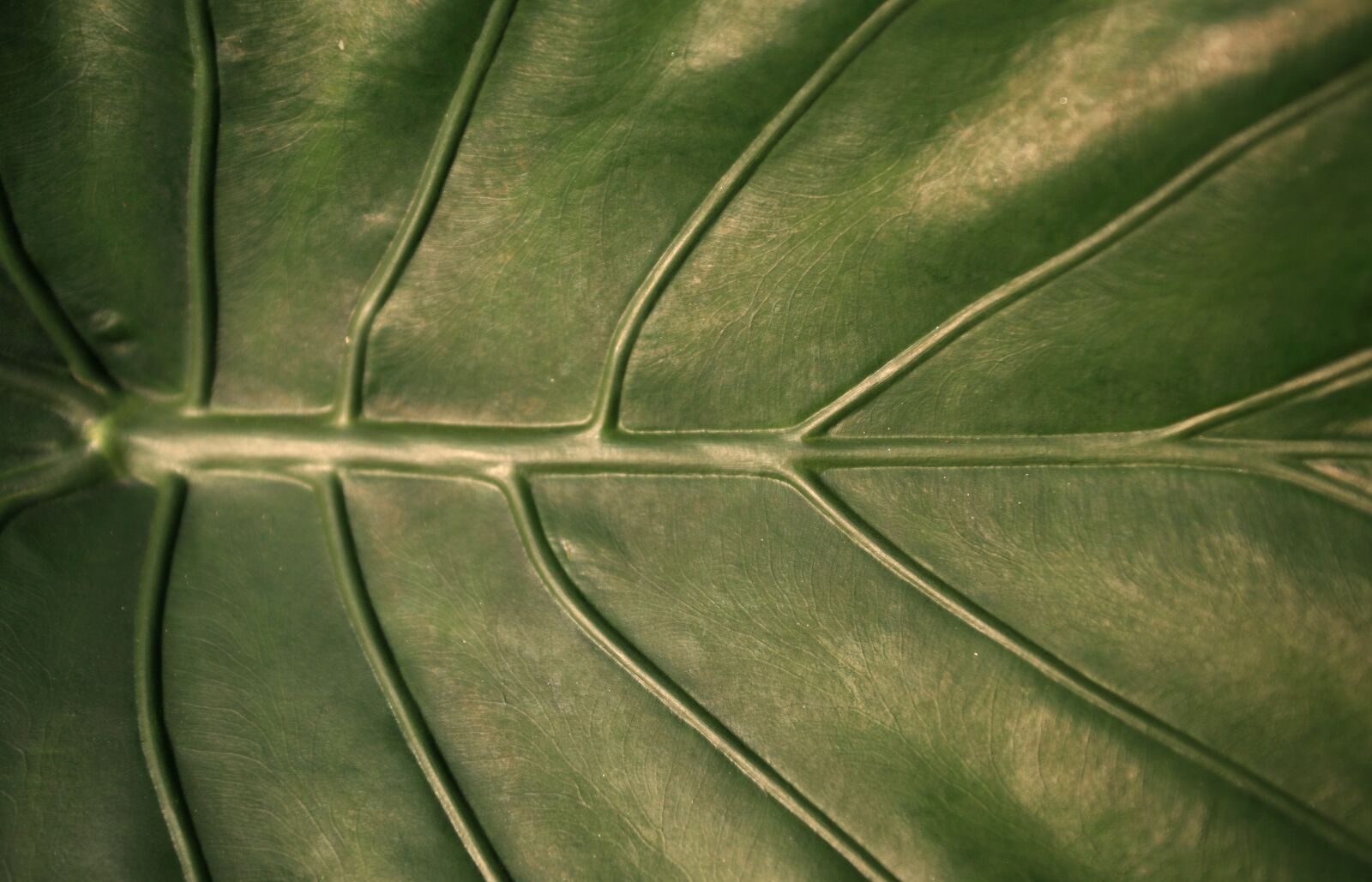 Canon EOS 5D sample photo. Leaf, veins, nature photography