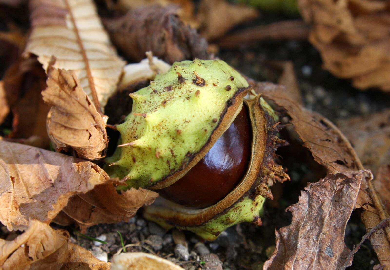 Canon EOS 40D sample photo. Chestnut, autumn, forest photography