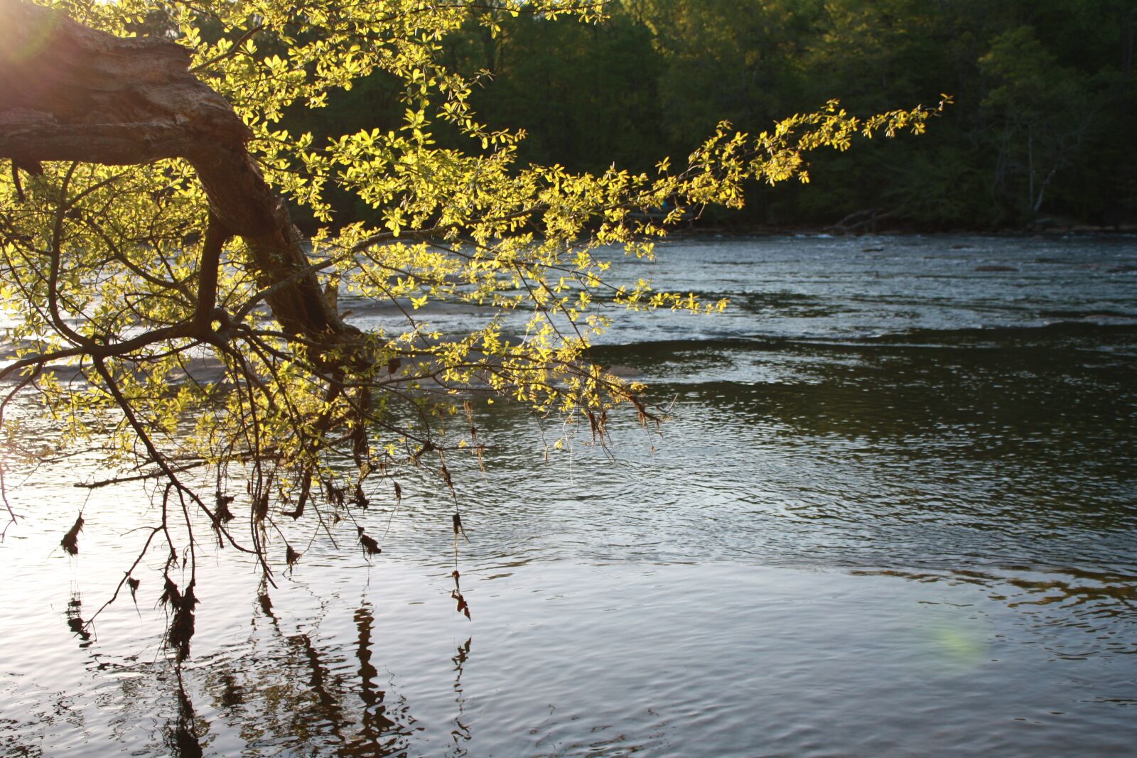 Canon EOS 1000D (EOS Digital Rebel XS / EOS Kiss F) sample photo. River, nature, wood photography