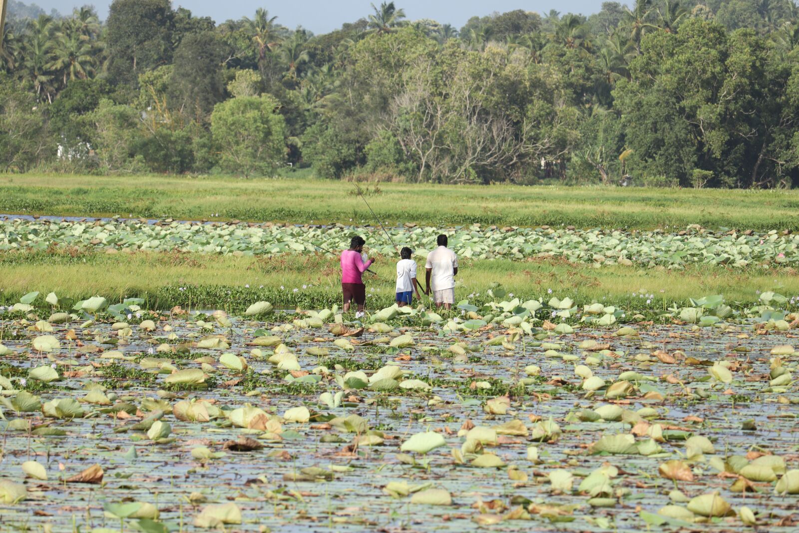 Canon EF-S 55-250mm F4-5.6 IS STM sample photo. Kerala, water, leaves photography