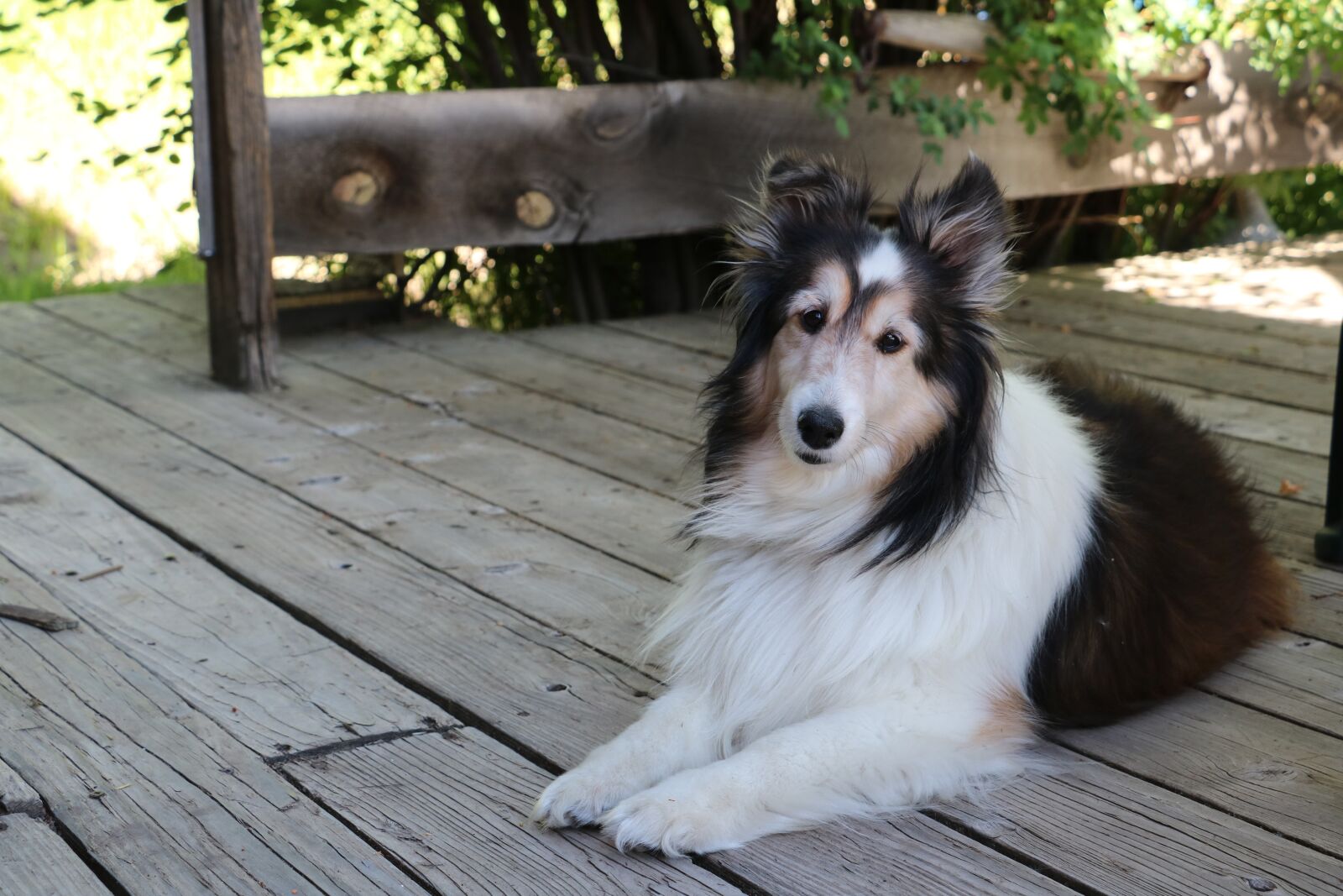 Canon EOS 750D (EOS Rebel T6i / EOS Kiss X8i) sample photo. Dog, collie, pet photography