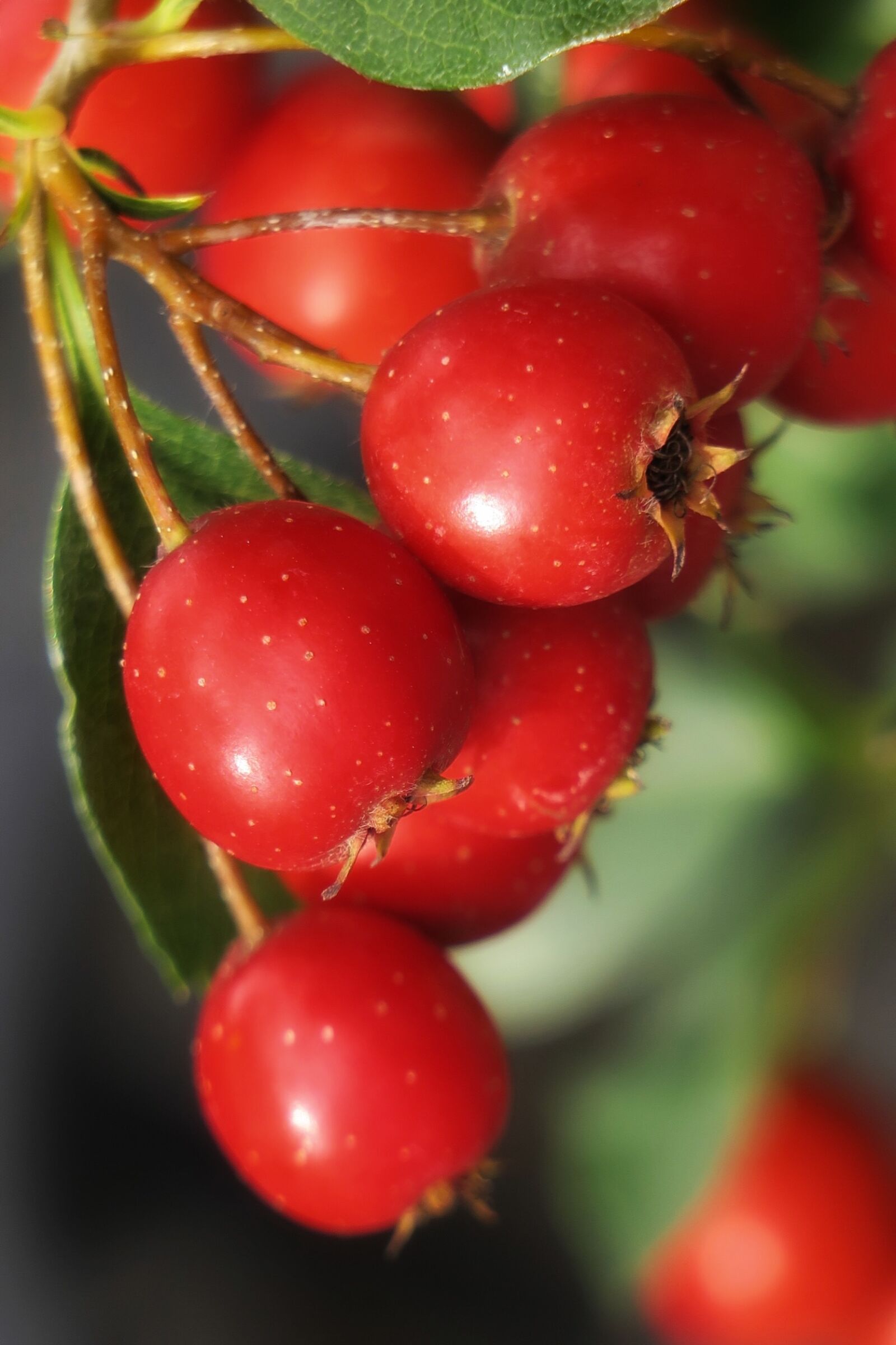 Canon PowerShot G3 X sample photo. Apel apple, fruit, hawthorn photography